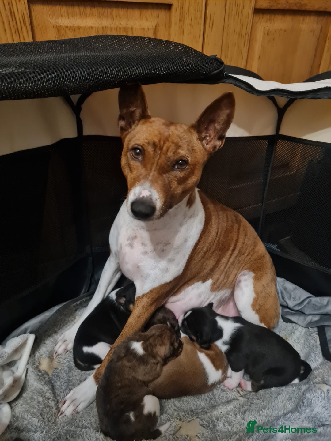 Basenji dogs for sale: ✨ Purebred Basenji Puppies all reserved now!✨ - Advert 5