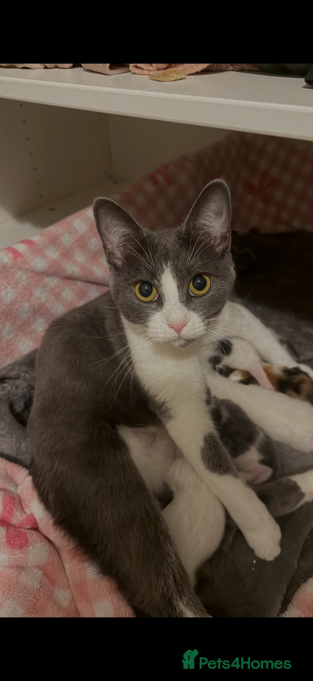 Maine Coon cats for sale: Mainecoon cross British shorthair  in Rochford - Advert 1