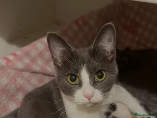 Maine Coon cats Mainecoon cross British shorthair - Advert 1