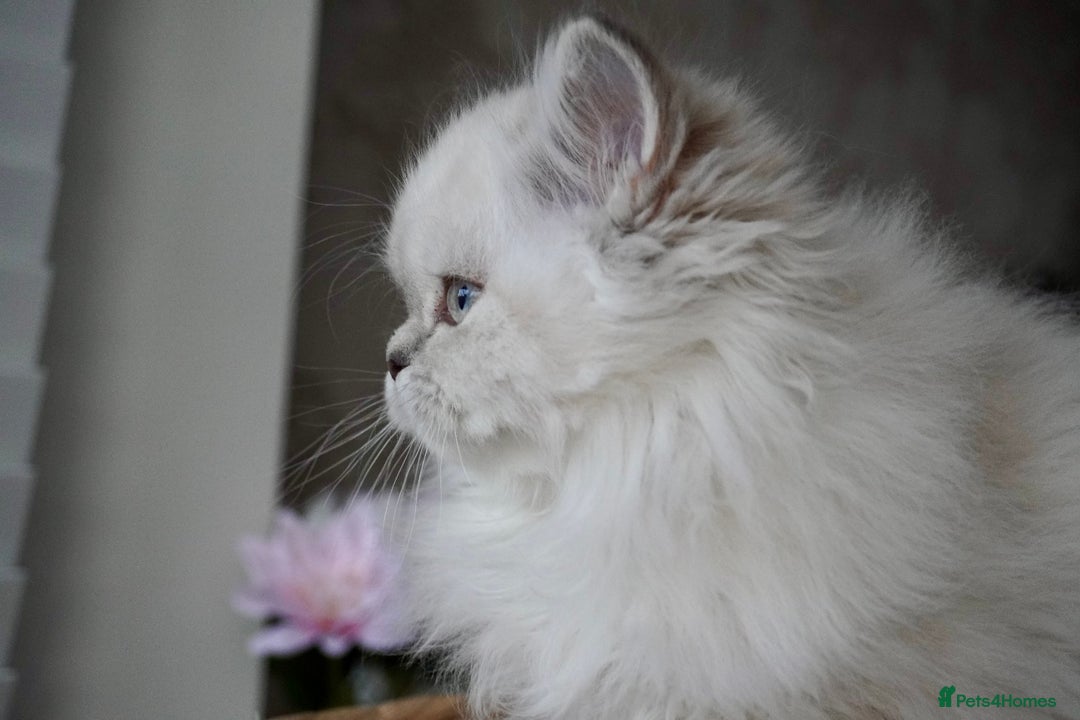 Scottish Fold cats for sale: ❣️Scottish Fold Kittens❣️ - Advert 5