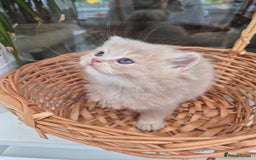 Scottish Fold cats for sale: Scottish Fold /straight  - Image 5