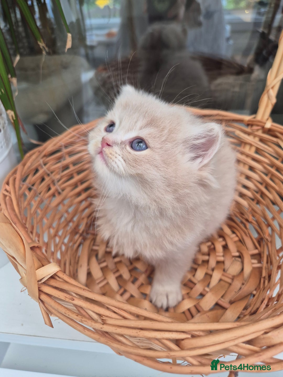 Scottish Fold cats for sale: Scottish Fold /straight  - Image 5
