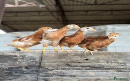 Chickens poultry for sale: Commercial brown pullets - Image 1