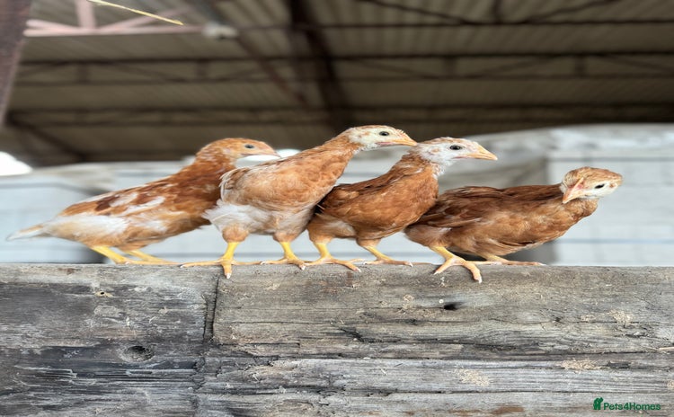 Chickens poultry - Advert 1