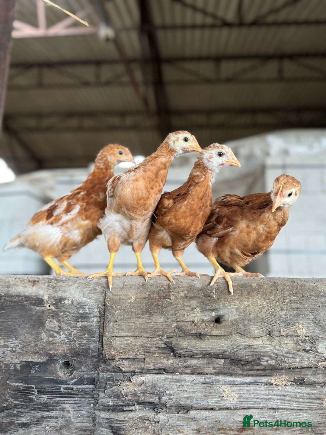 Chickens poultry for sale: Commercial brown pullets - Image 1