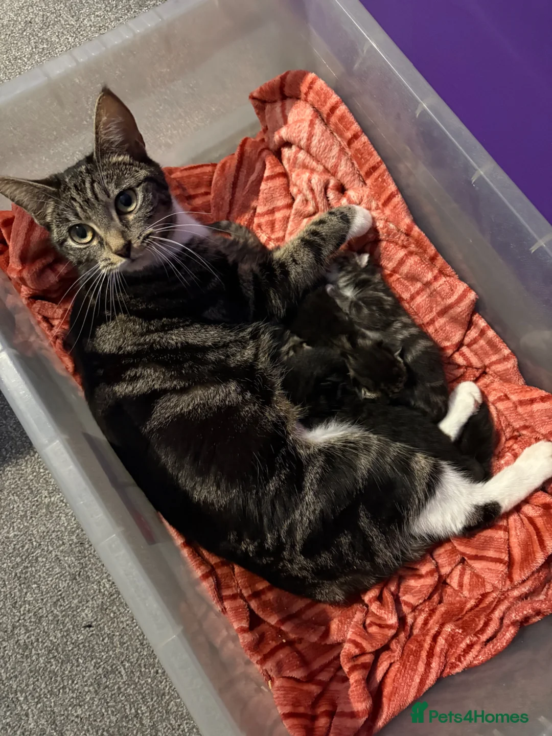 Mixed Breed cats for sale: 3 gorgeous kittens for sale  - Advert 2