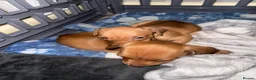 Miniature Dachshund dogs for sale: 3 beautiful little boys looking for new homes - Advert 4