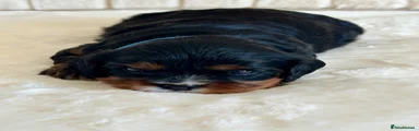 Cavalier King Charles Spaniel 1