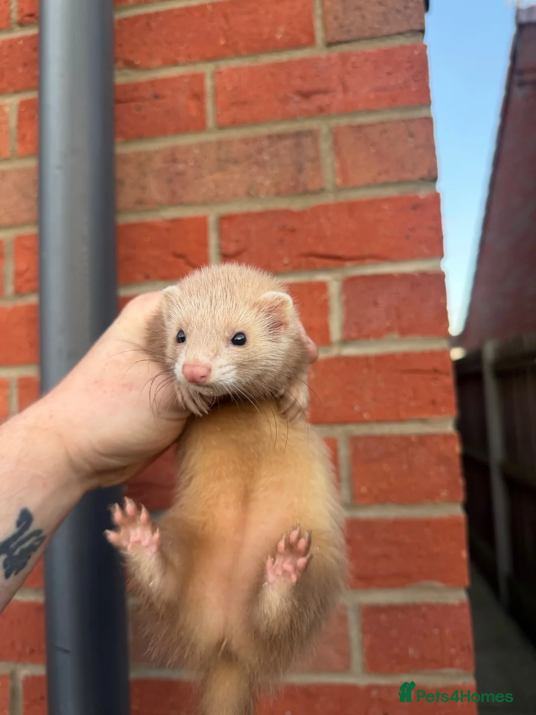 Ferret rodents for sale: Half micro ferrets for sale 300grams - Advert 2