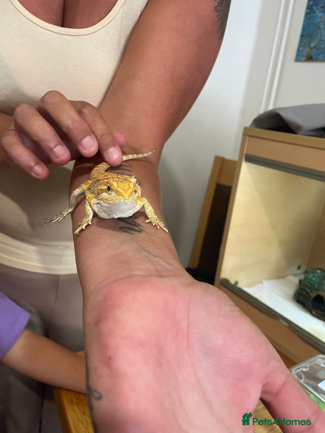 Bearded Dragon reptiles for sale: Bearded dragons  - Image 16
