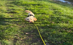 Cockapoo dogs for sale: cockapoo for sale  - Advert 1