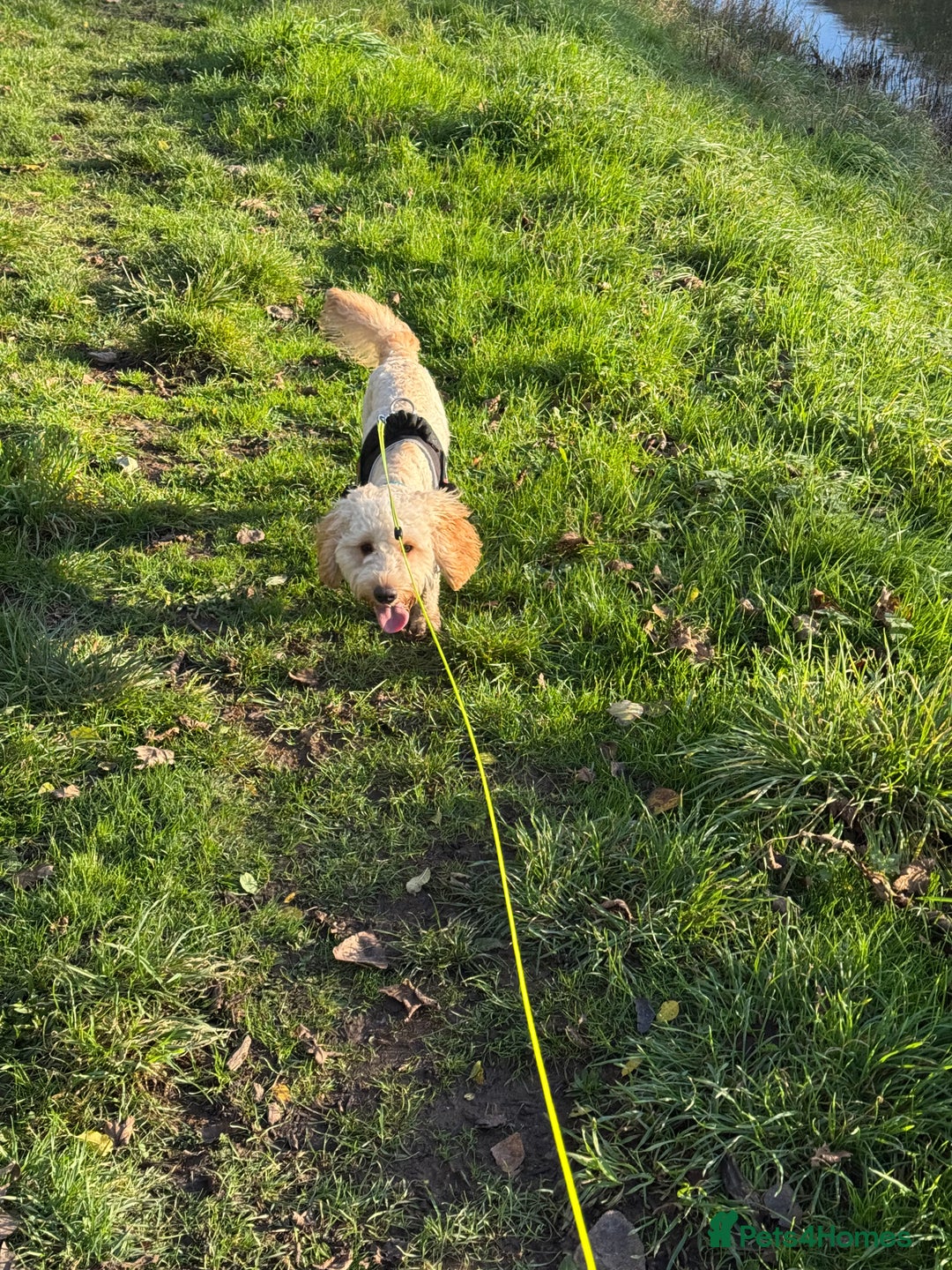 Cockapoo dogs for sale: cockapoo for sale  - Advert 1