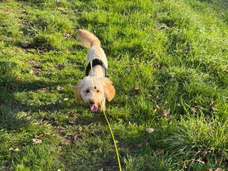 Cockapoo dogs for sale: cockapoo for sale - Advert 1