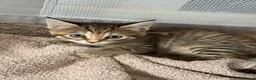 Norwegian Forest Cat cats for sale: 3 stunning half Norwegian kittens left - Advert 16