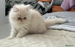 Persian cats for sale: Adorable Female Chinchilla Persian - ready now - Image 26