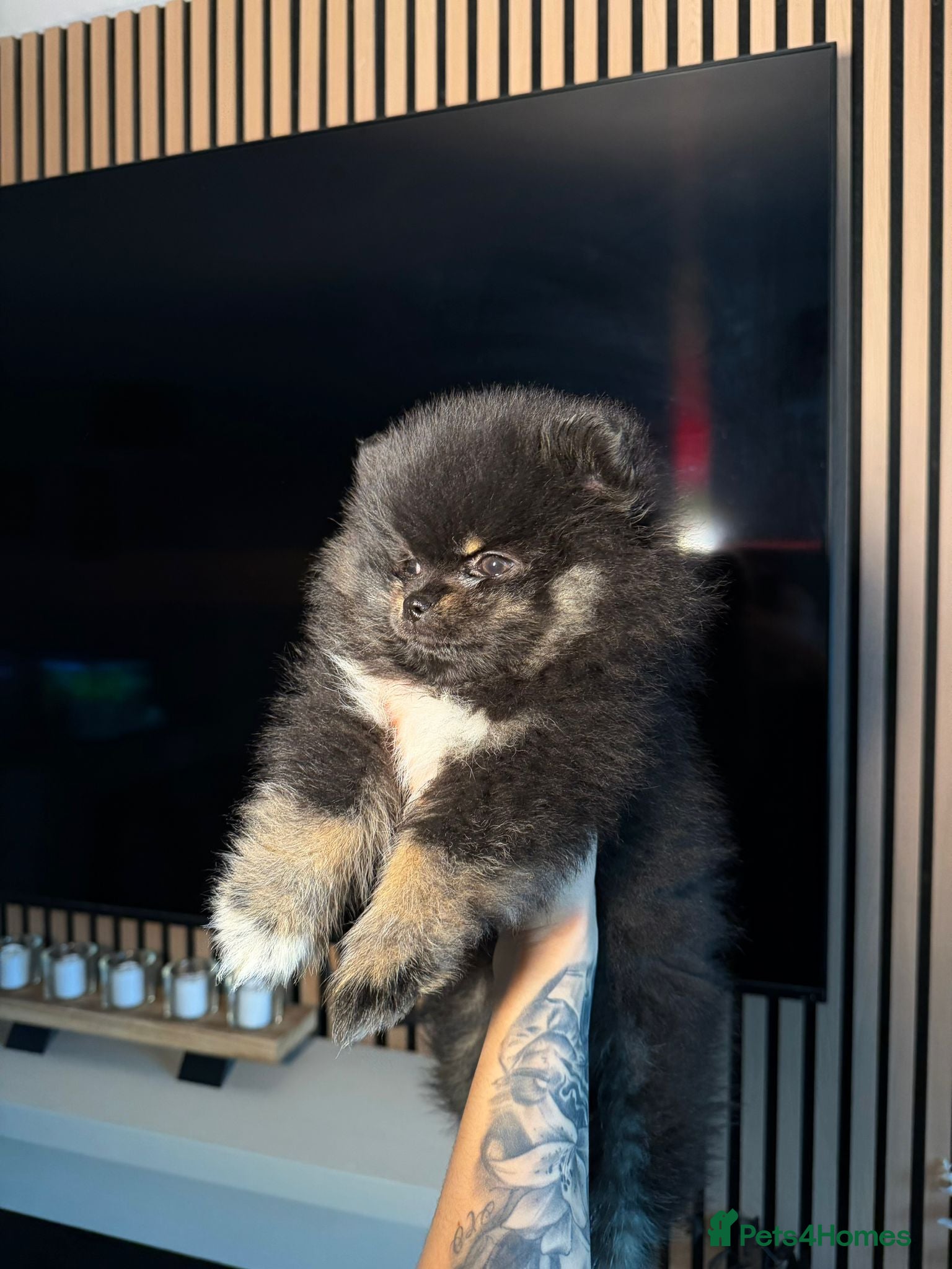 Pomeranian dogs black and tan pom - Advert 15