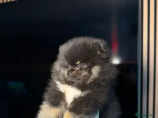 Pomeranian dogs black and tan pom - Advert 15