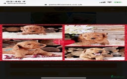Miniature Poodle dogs for stud: Extensively Health Tested Deep Red Mini Poodle in Mansfield - Image 25