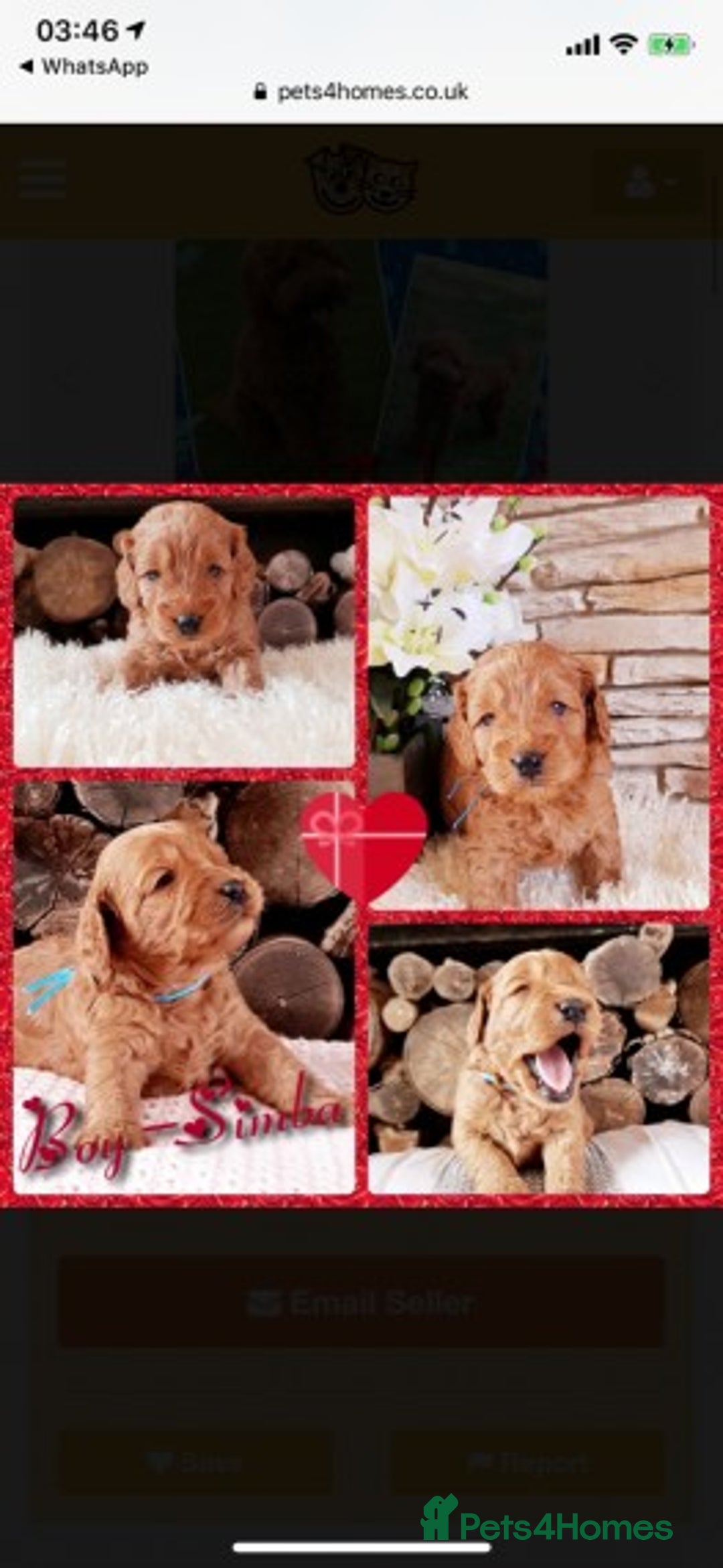 Miniature Poodle dogs for stud: Extensively Health Tested Deep Red Mini Poodle in Mansfield - Image 25
