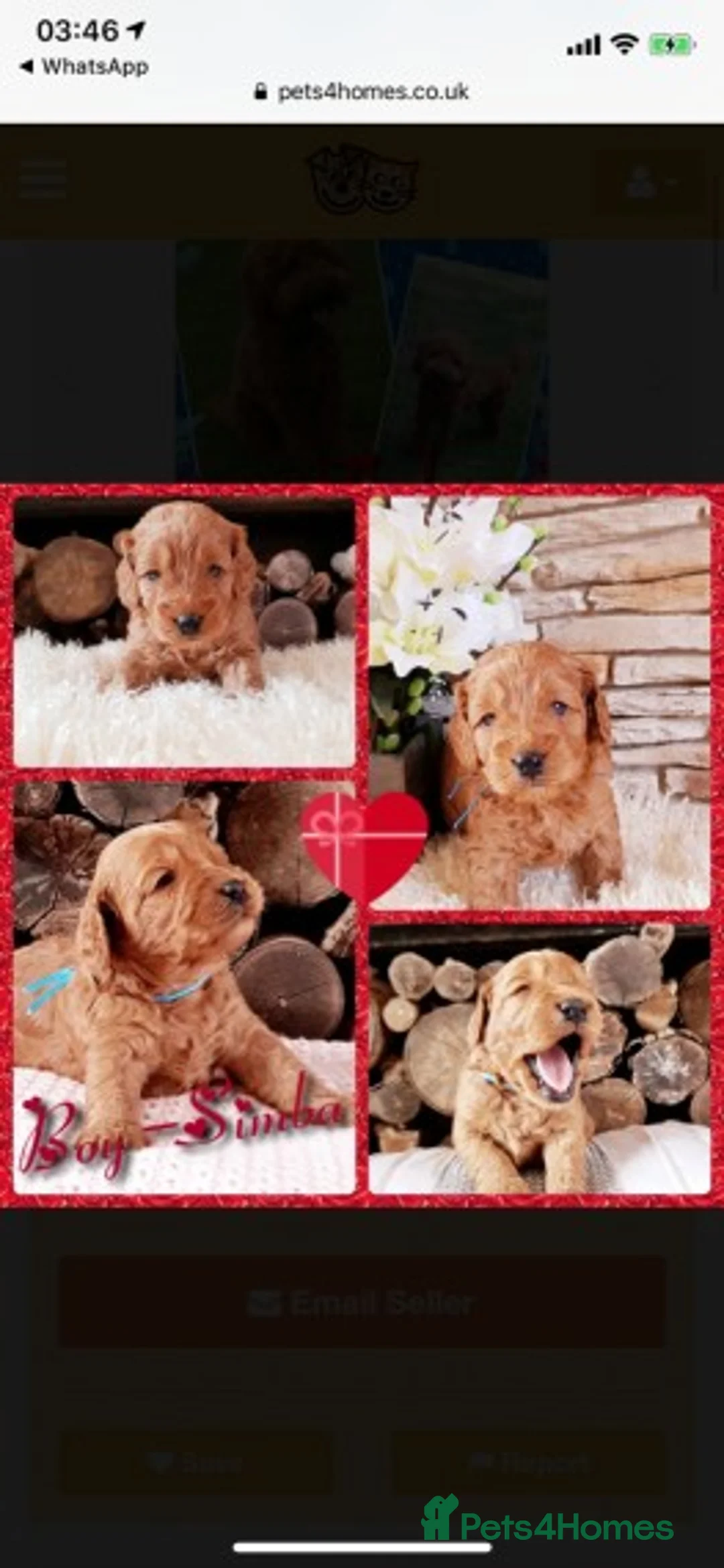 Miniature Poodle dogs for stud: Extensively Health Tested Deep Red Mini Poodle in Mansfield - Advert 25