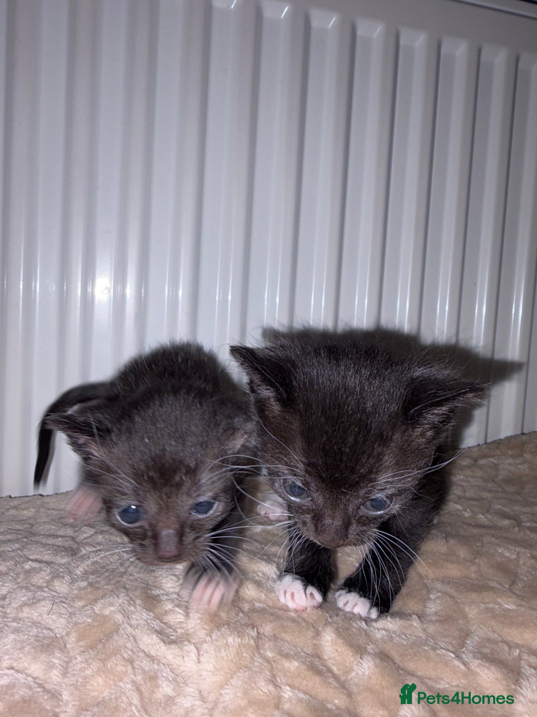 Khao Manee cats for sale: 4 mixed khao manee kittens  - Advert 12