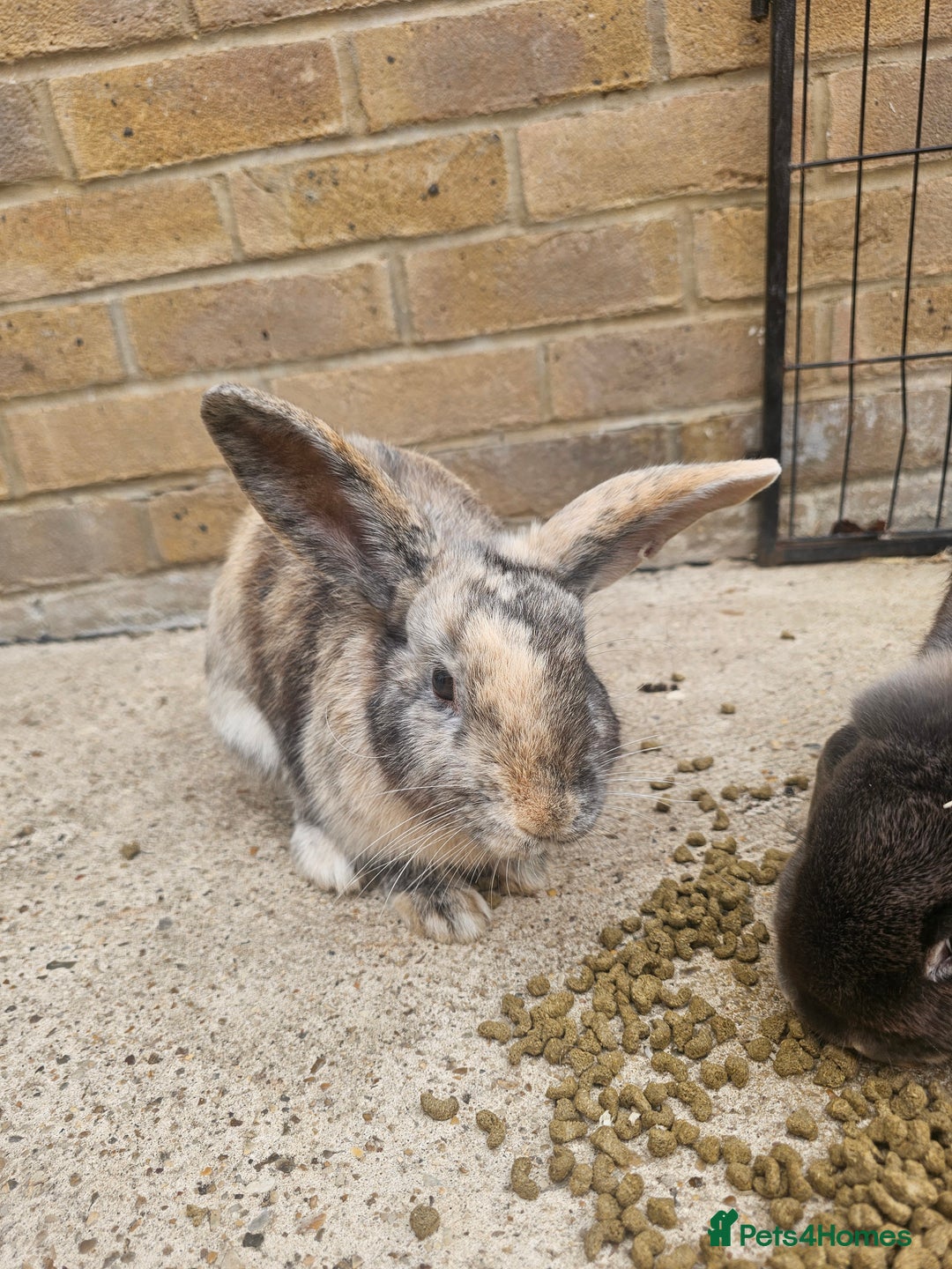 Mixed Breed rabbits for sale: Rabbits - Image 2