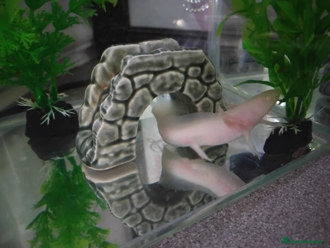 Axolotl reptiles for sale: Axolotl albino  - Advert 1
