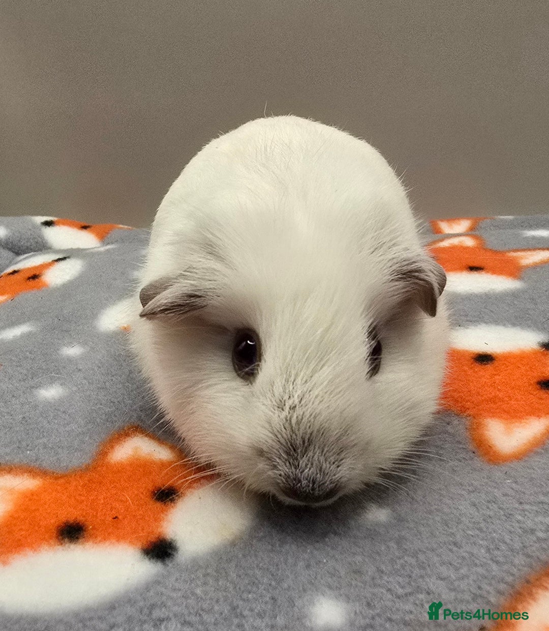 Guinea Pig rodents for sale: X3 Californian Boars £35 each - Advert 6