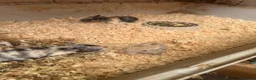 Mixed Breed rabbits for sale: Baby rabbits - Advert 19