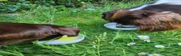 Springador dogs for sale: Springador puppies in Chichester - Advert 10