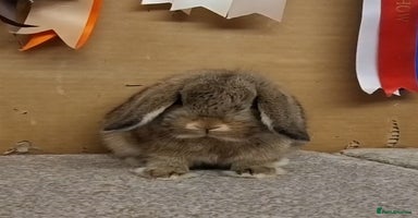 Mini Lop rabbits - Advert 3