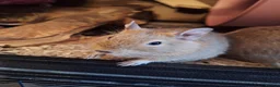 Degus rodents for sale: Trio of Sandy Female Degus - Advert 4