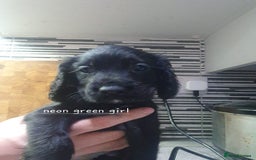 Cocker Spaniel dogs for sale: Cocker spaniel pups for sale! - Image 9