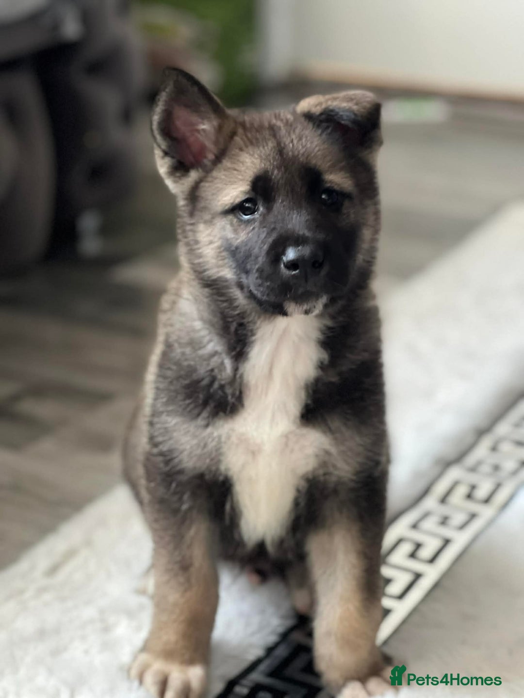 Huskita dogs for sale: For sale - Advert 4