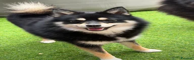 Pomeranian 1