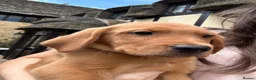 Labrador Retriever dogs for sale: ⭐️READY TO LEAVE NOW kcregistered Labrador puppies - Advert 21