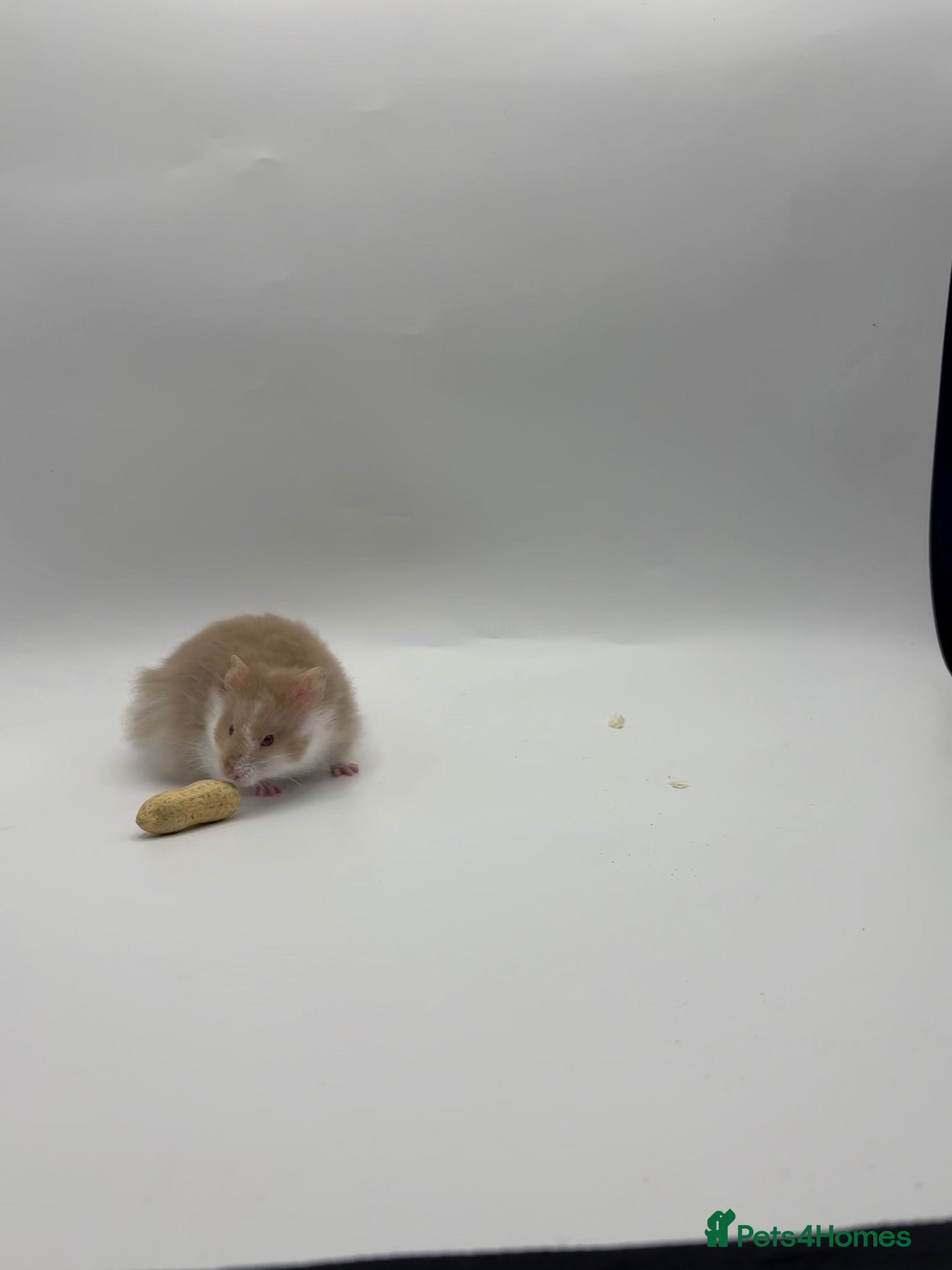 Hamster rodents Pedigree Syrian hamster pups  - Advert 2