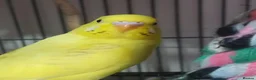 Budgerigars birds for sale: Outstanding pet baby budgies priced from £40 - Advert 10