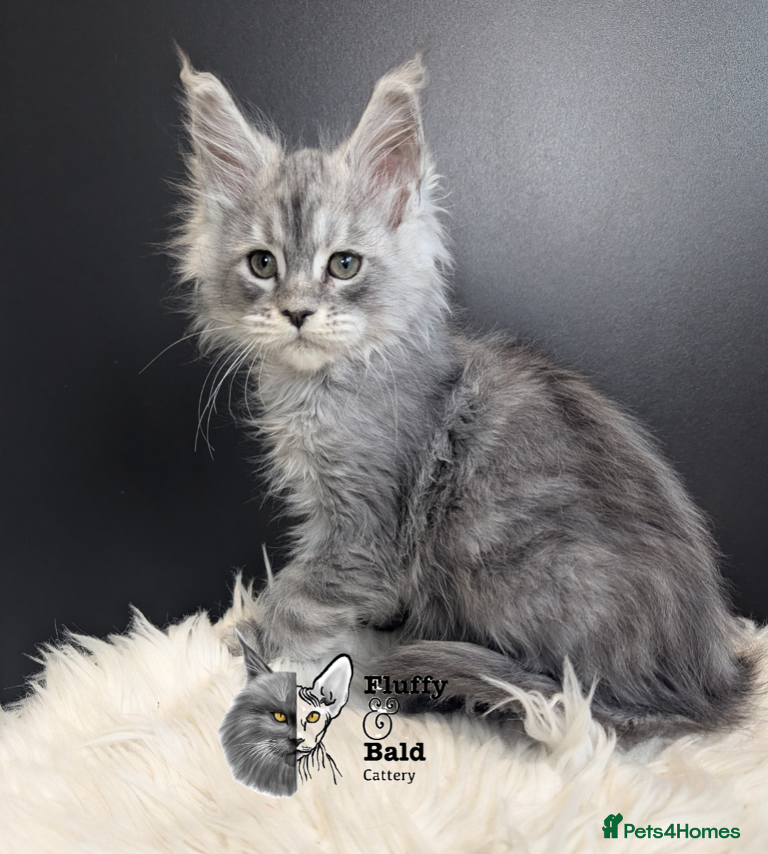 Maine Coon cats for sale: Outstanding siblings Russian bloodline  - Advert 12