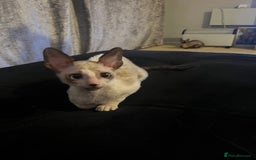 Cornish Rex cats for sale: Best Cornish Rex friend  - Image 2