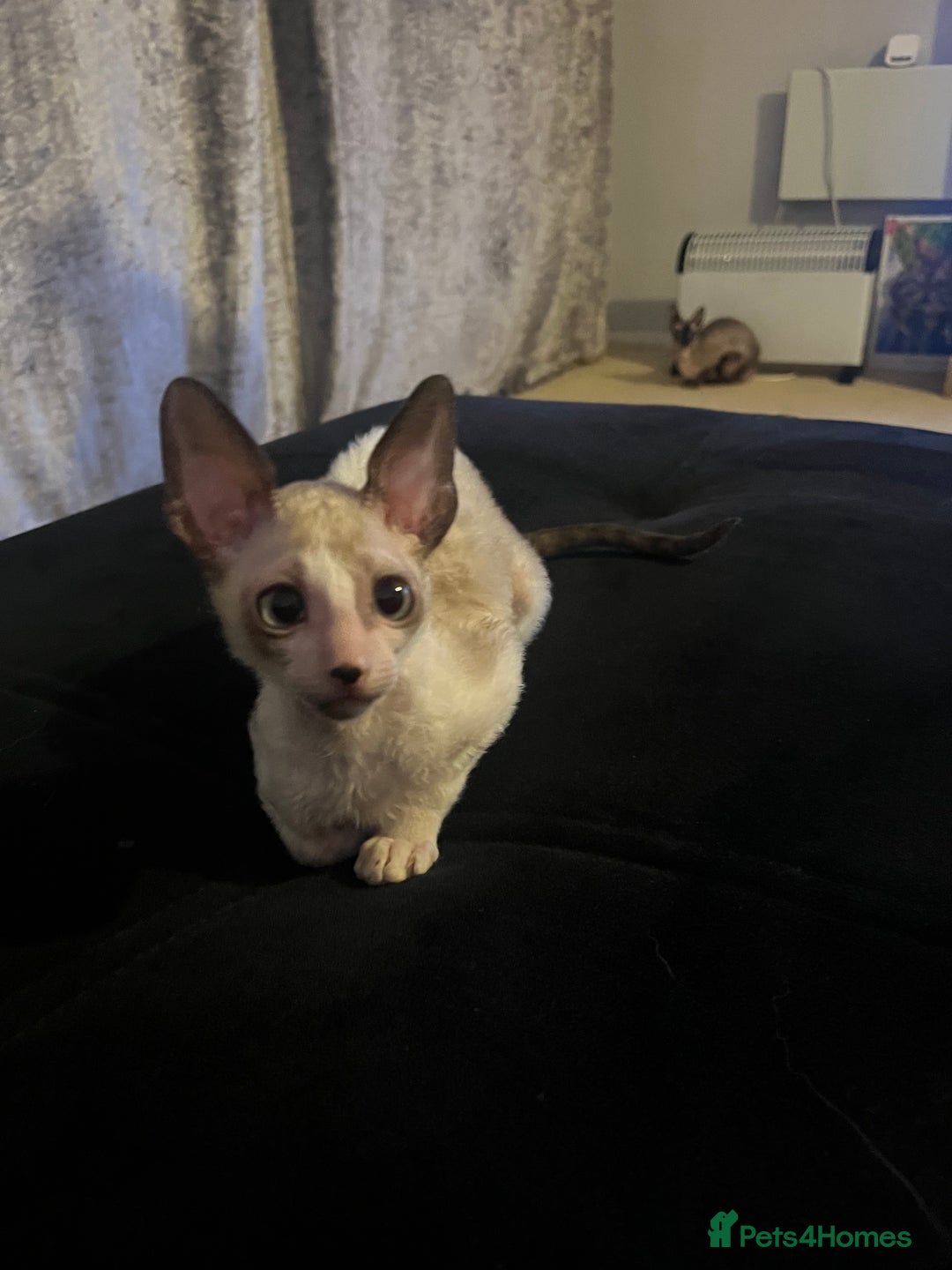 Cornish Rex cats for sale: Best Cornish Rex friend  - Image 2