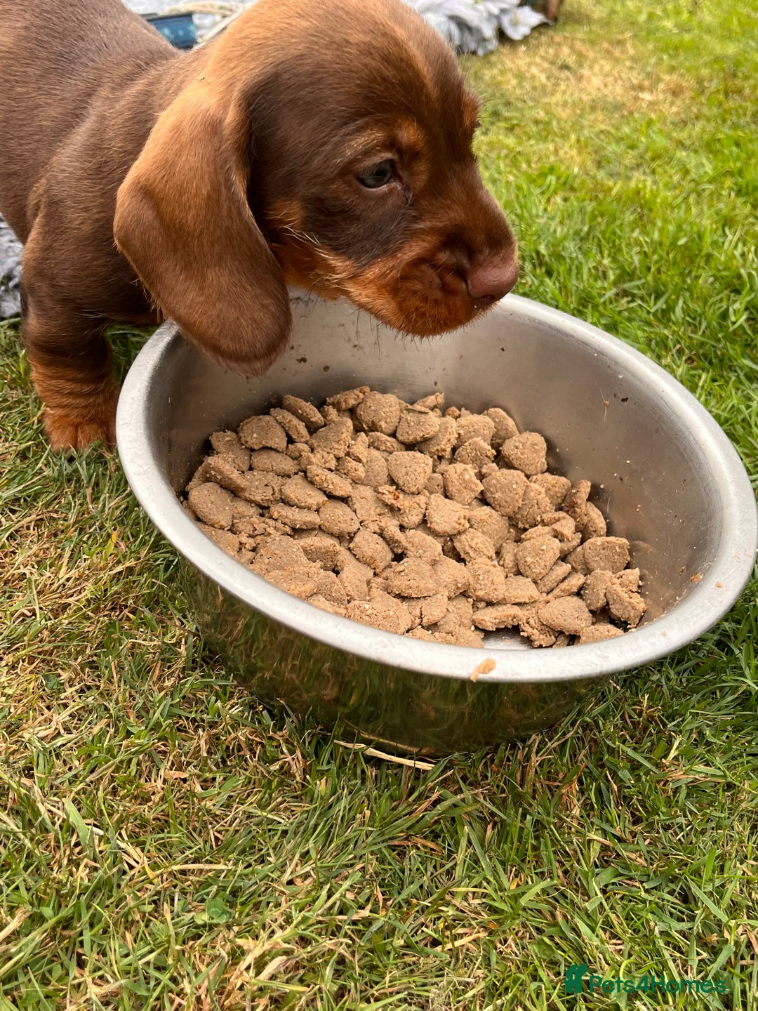 Dachshund dogs for sale: Wire haired dachshund puppies - Image 4