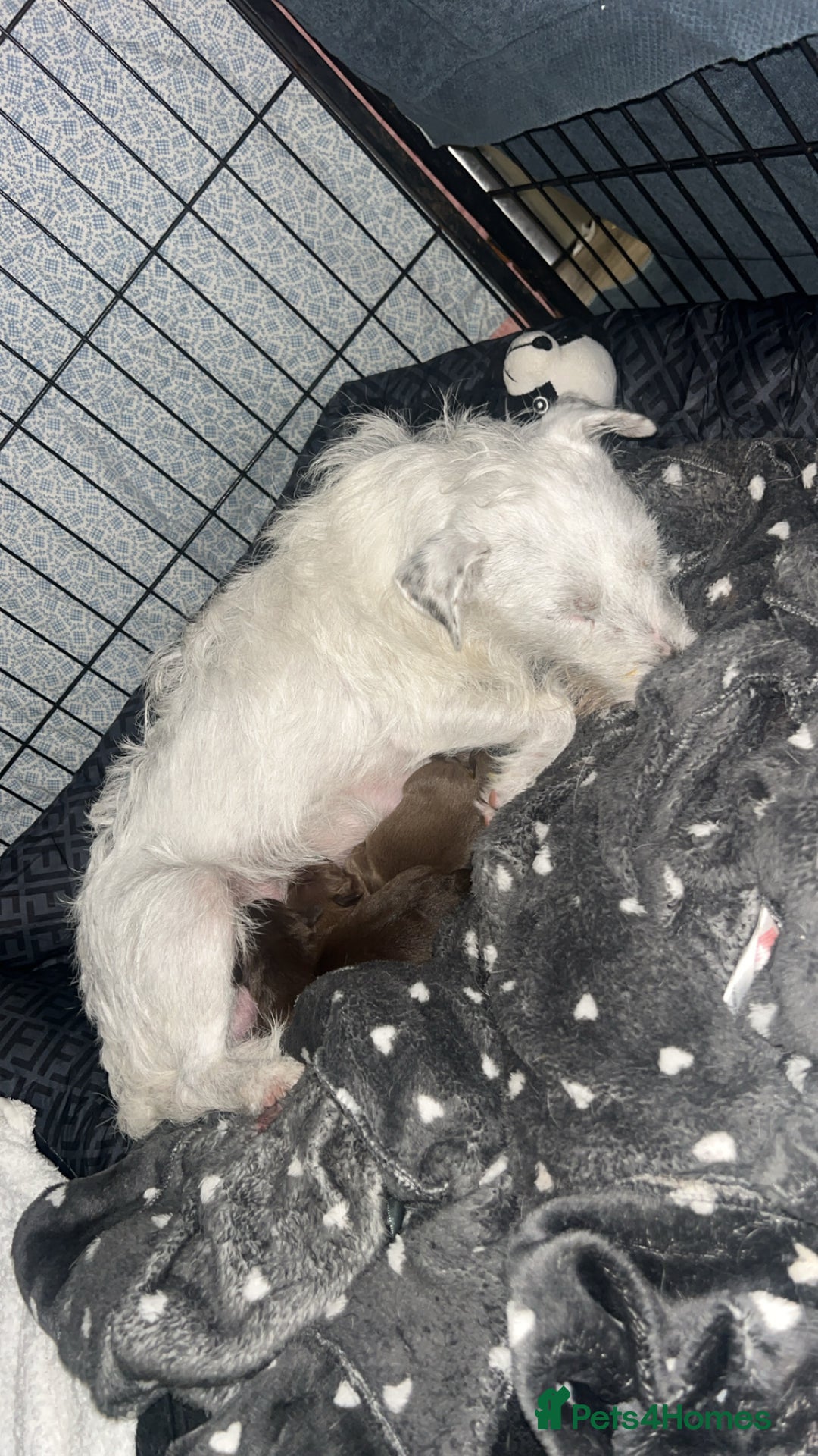 Patterjack dogs for sale: 2 female patterjacks  - Advert 1