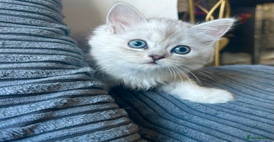 Persian cats - Advert 2