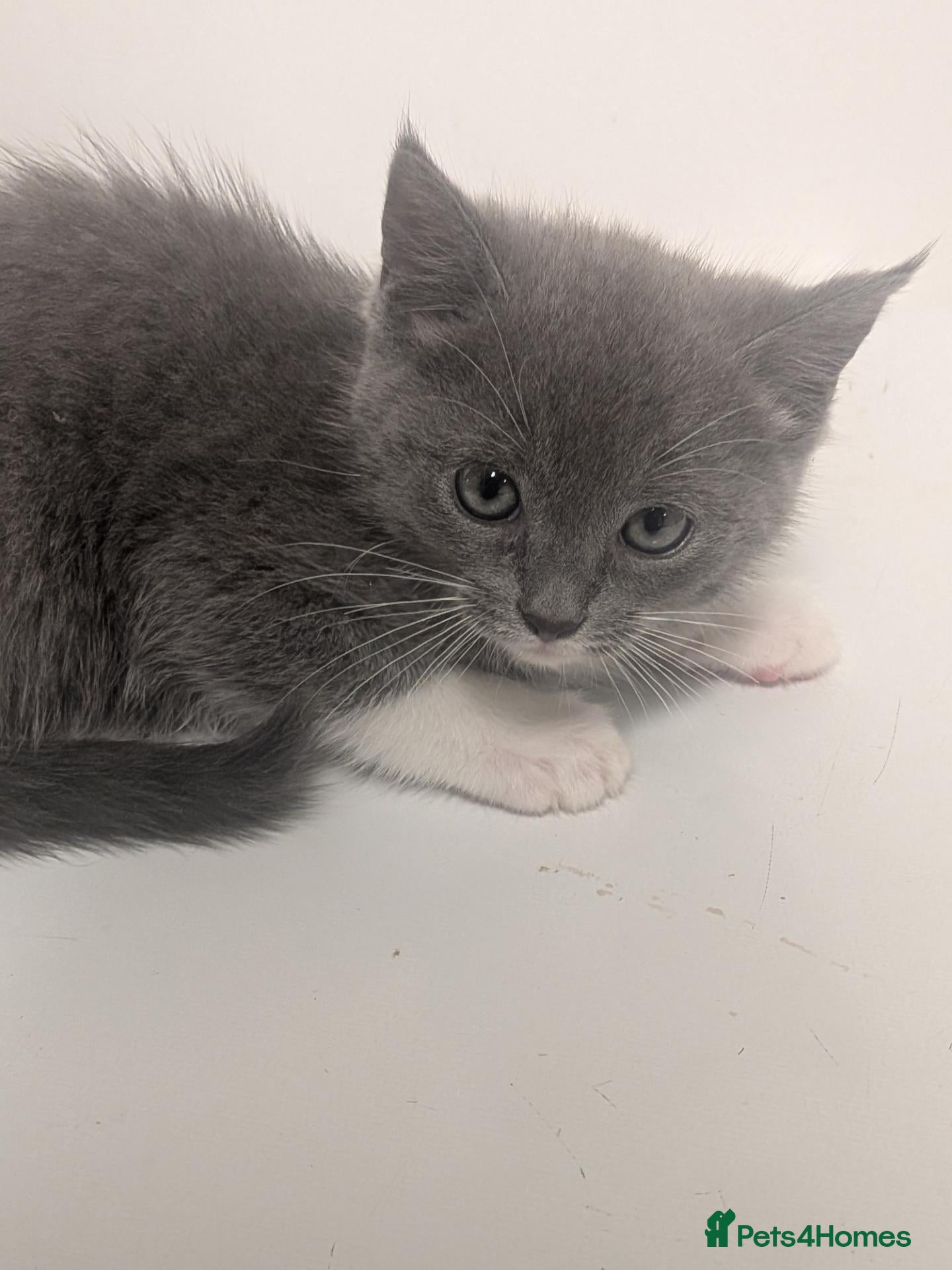Mixed Breed cats Beautiful half ragdoll kitten mother is with her. - Advert 1
