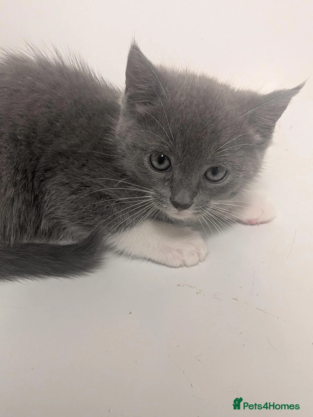 Mixed Breed cats for sale: Beautiful half ragdoll kitten mother is with her. - Advert 1