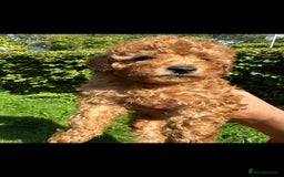 Toy Poodle dogs for sale:  High Quality KC Registered Red Toy Poodle Puppies - Image 7