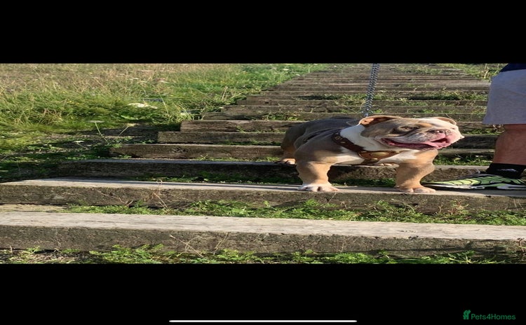 Old Tyme Bulldog dogs in Sunderland - Advert 1