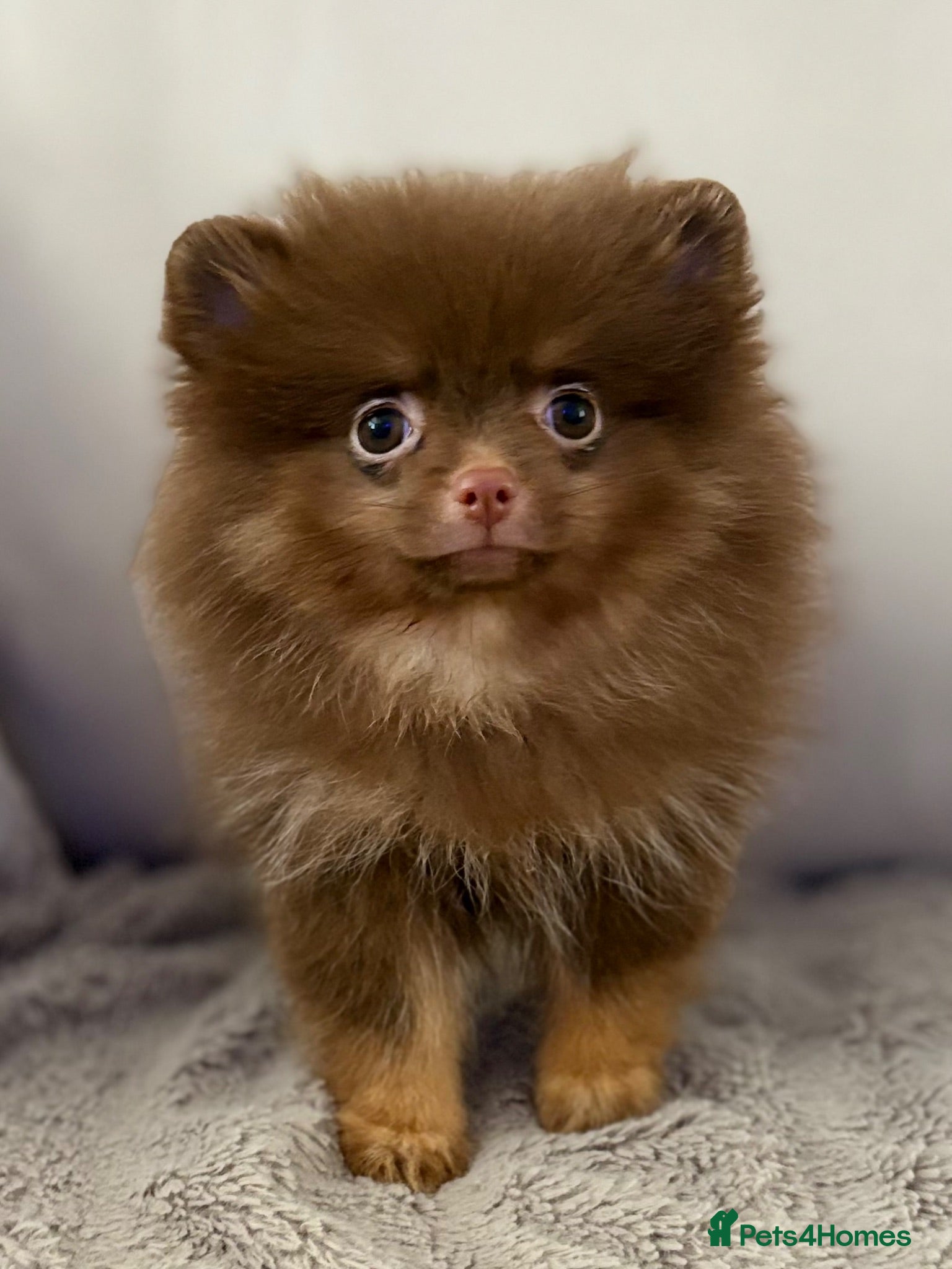Pomeranian dogs Pomeranian Puppy  Choc&Tan girl LAST PUP LEFT💕🐾 - Advert 2