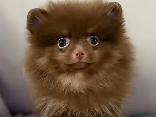 Pomeranian dogs Pomeranian Puppy Choc&Tan girl LAST PUP LEFT💕🐾 - Advert 2